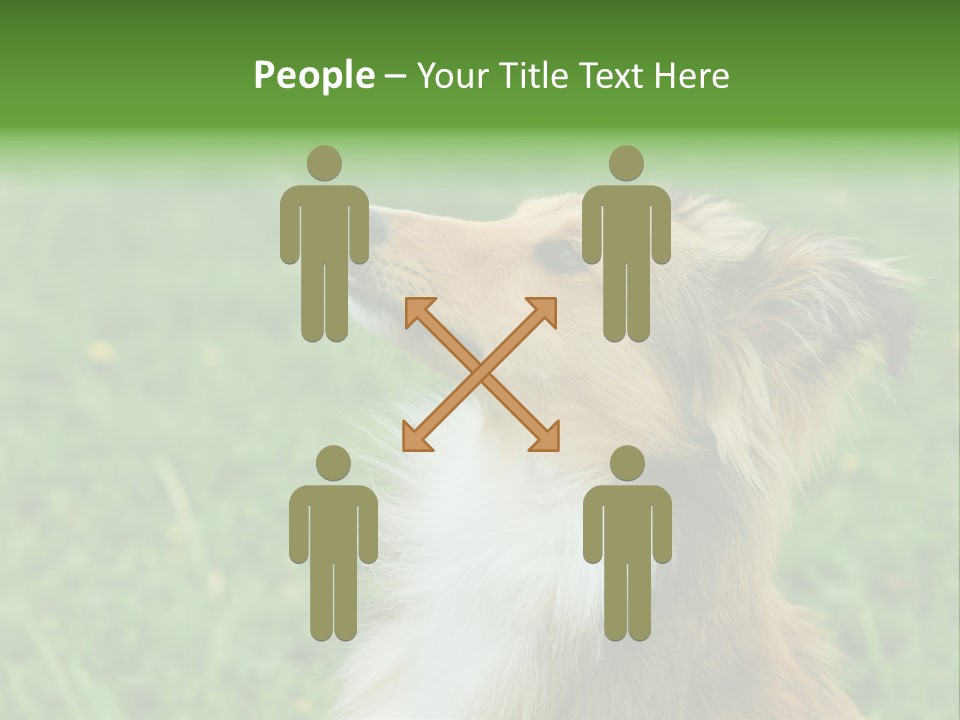 Canine Dog Sheepdog PowerPoint Template