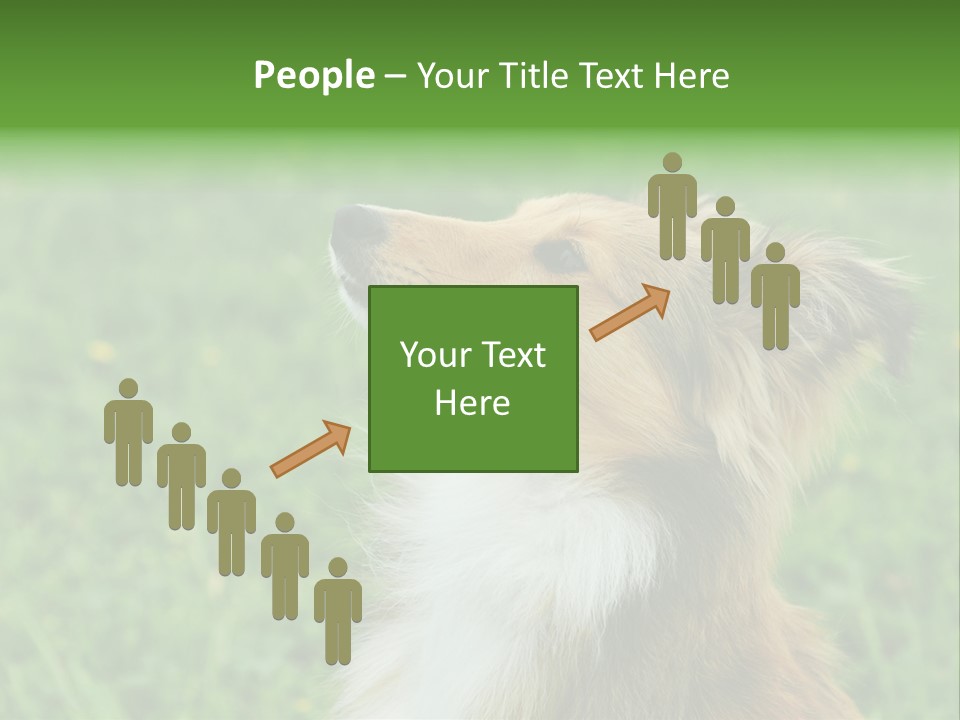Canine Dog Sheepdog PowerPoint Template