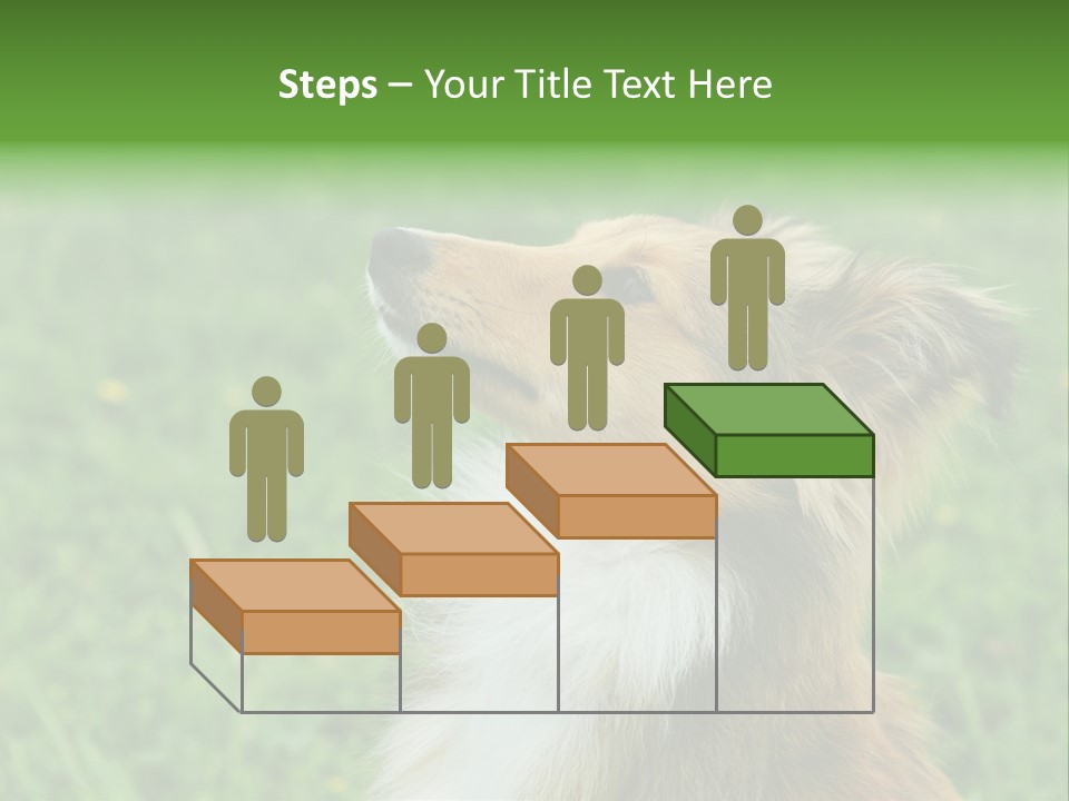 Canine Dog Sheepdog PowerPoint Template