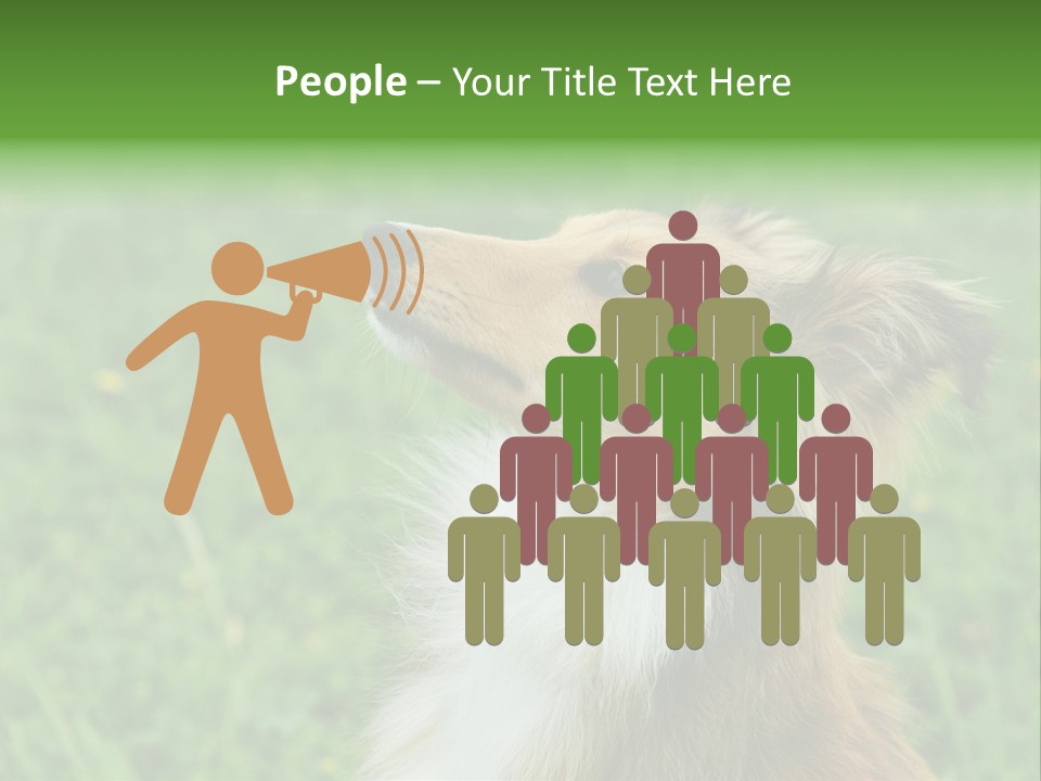 Canine Dog Sheepdog PowerPoint Template