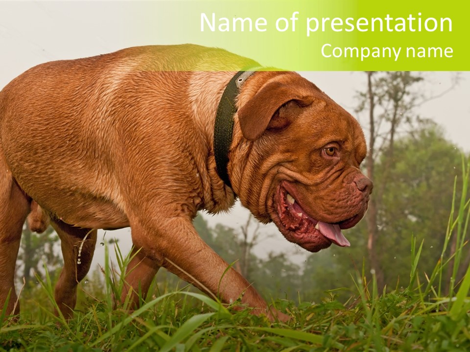 Mammal Sniff Looking PowerPoint Template