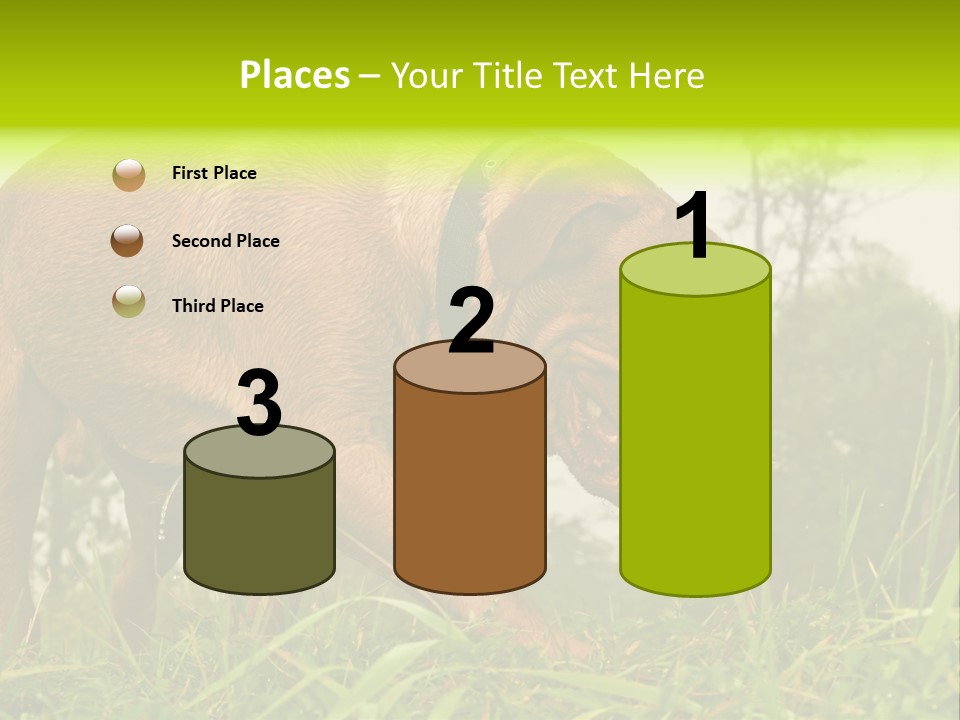Mammal Sniff Looking PowerPoint Template