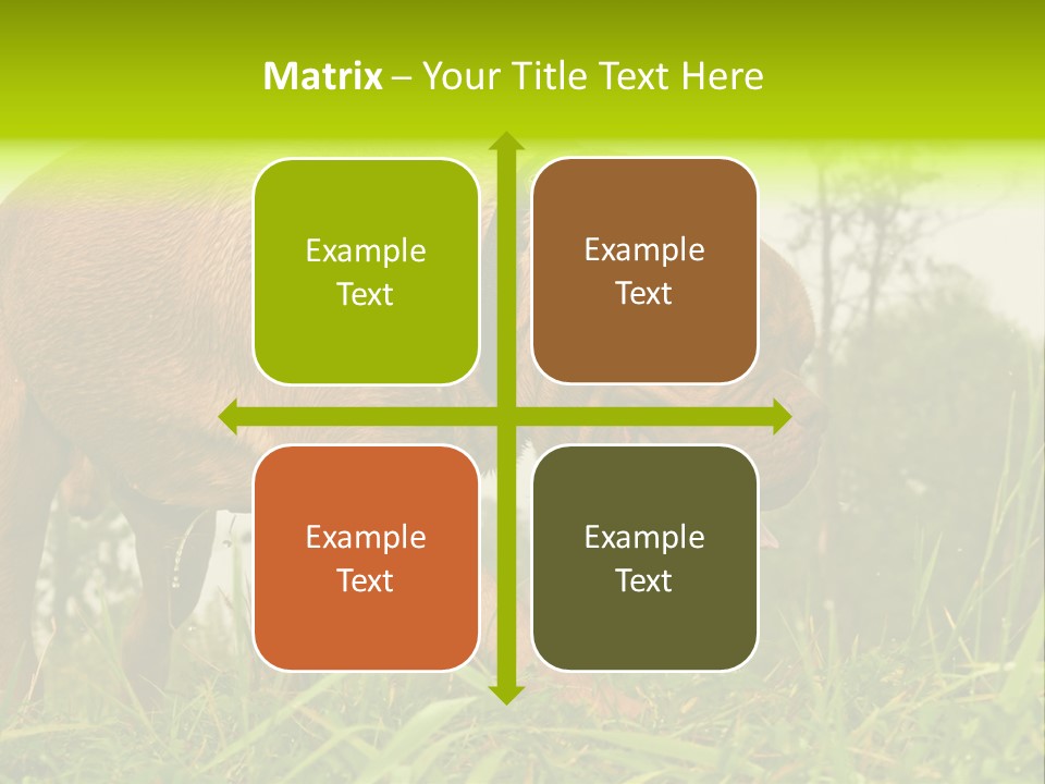 Mammal Sniff Looking PowerPoint Template