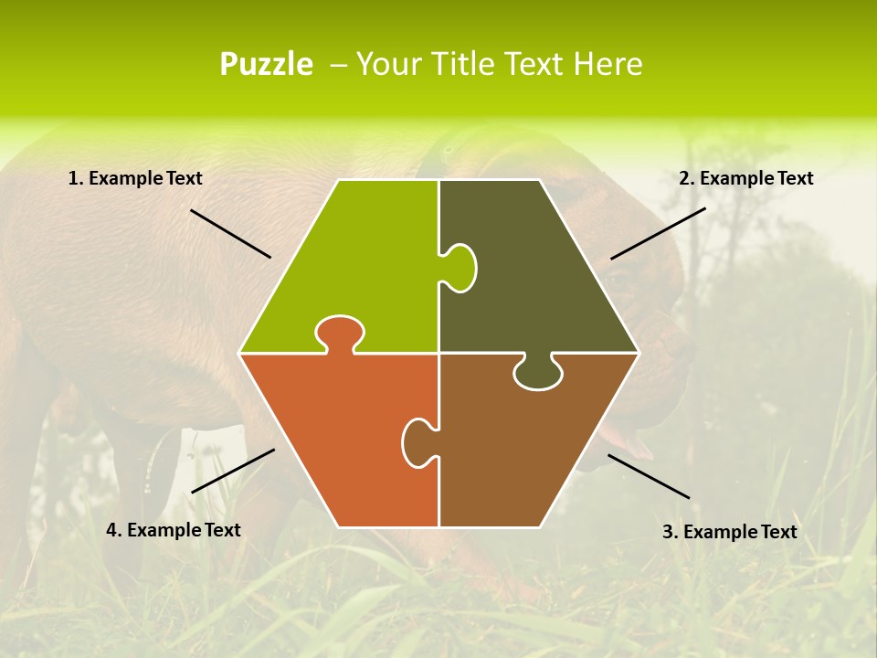 Mammal Sniff Looking PowerPoint Template