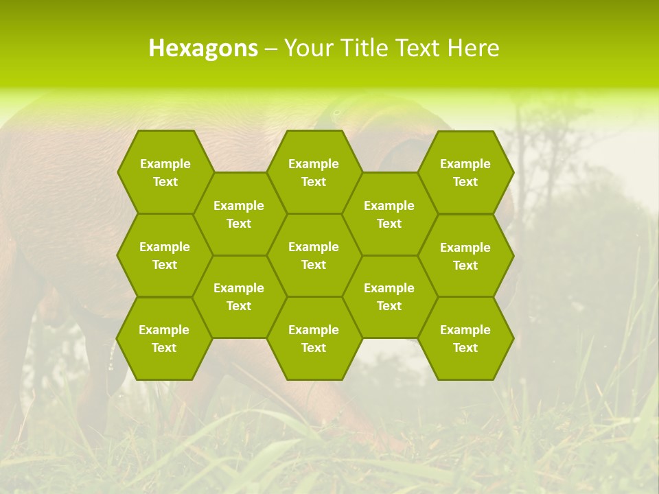 Mammal Sniff Looking PowerPoint Template