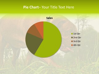 Mammal Sniff Looking PowerPoint Template