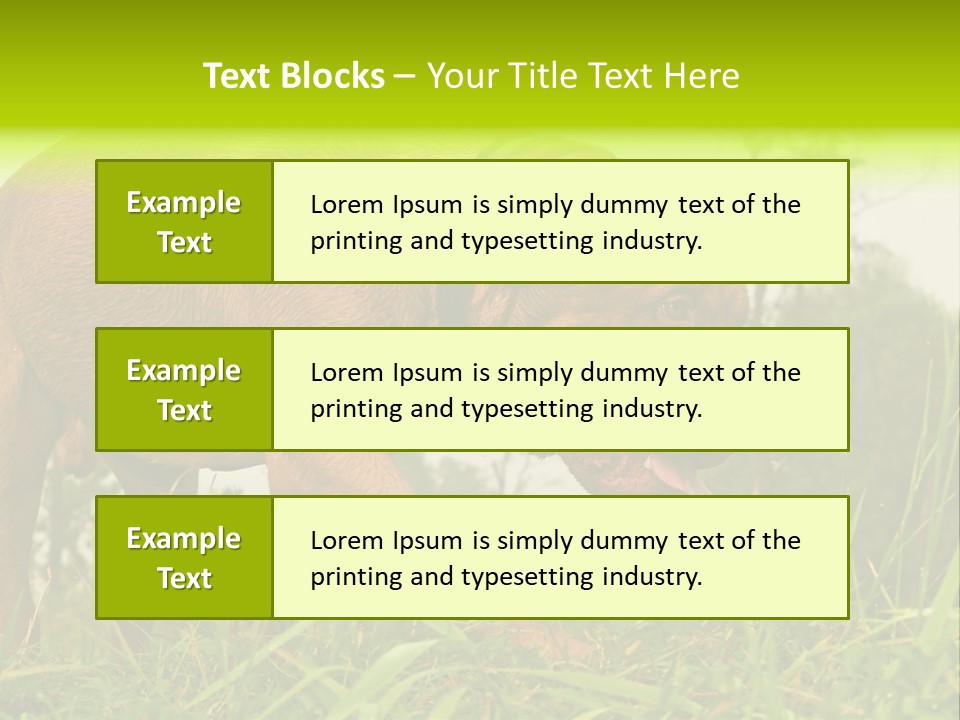 Mammal Sniff Looking PowerPoint Template