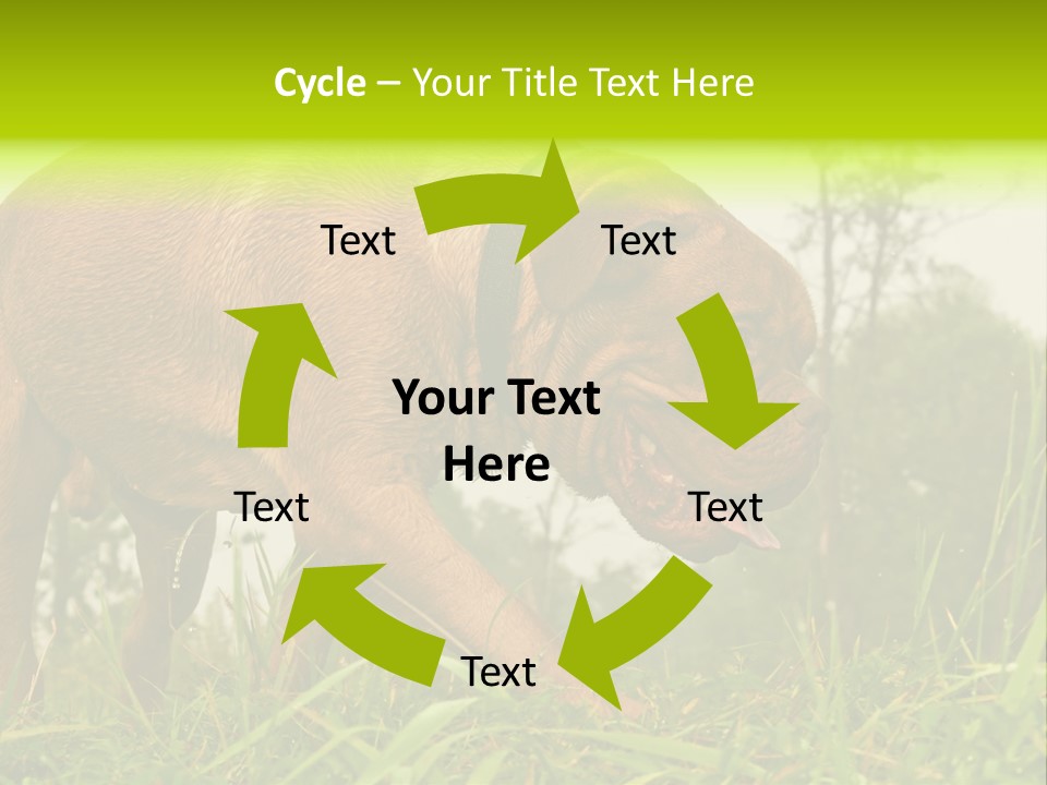 Mammal Sniff Looking PowerPoint Template
