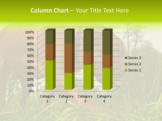 Mammal Sniff Looking PowerPoint Template