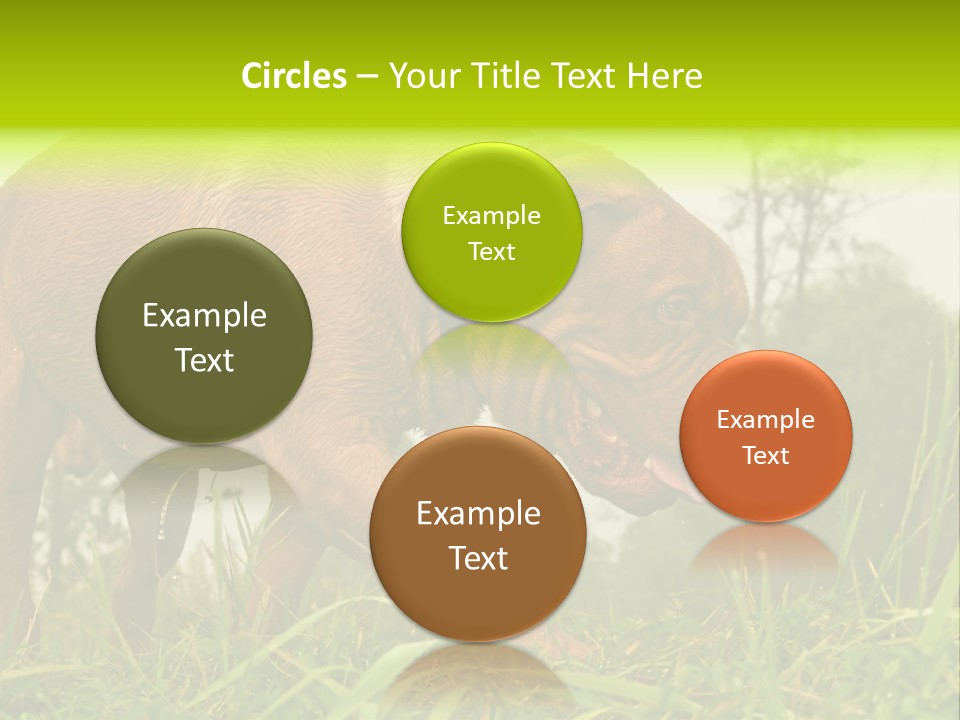 Mammal Sniff Looking PowerPoint Template