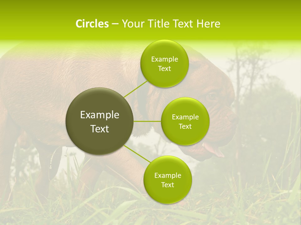 Mammal Sniff Looking PowerPoint Template