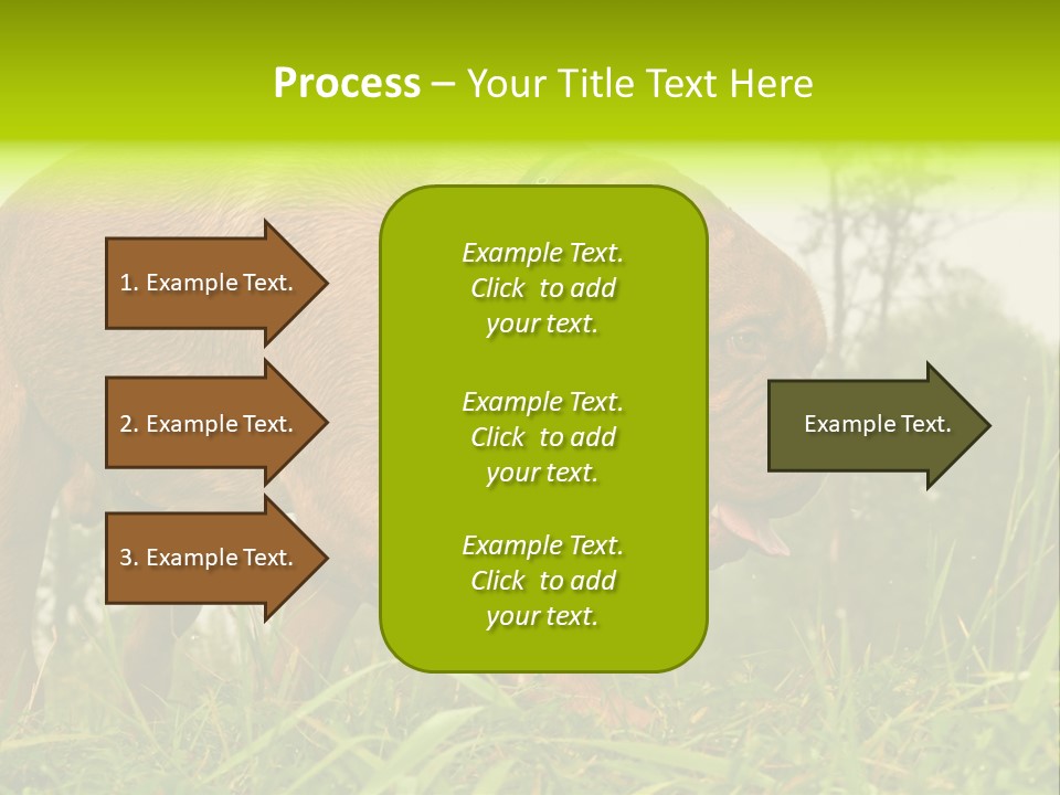 Mammal Sniff Looking PowerPoint Template