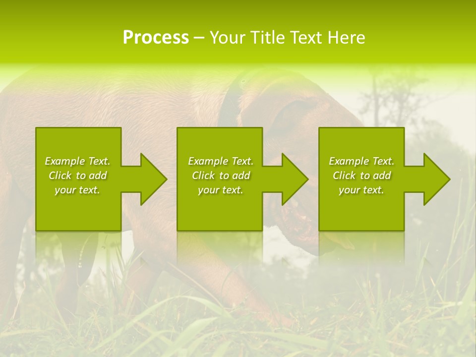 Mammal Sniff Looking PowerPoint Template