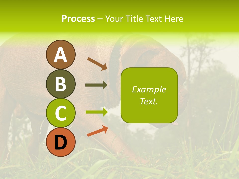 Mammal Sniff Looking PowerPoint Template