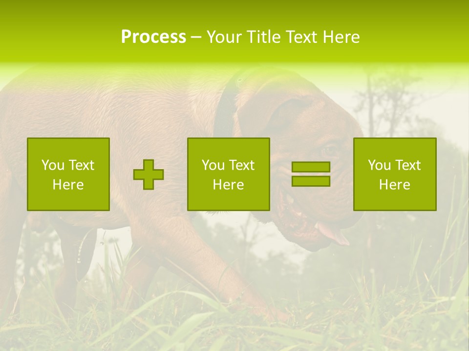 Mammal Sniff Looking PowerPoint Template
