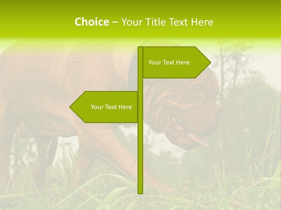 Mammal Sniff Looking PowerPoint Template
