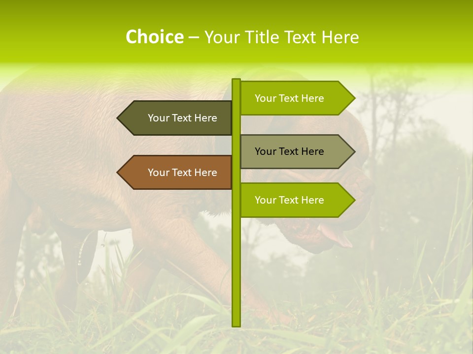 Mammal Sniff Looking PowerPoint Template