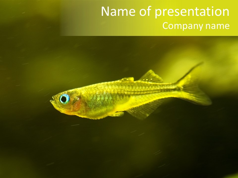 Amazon Fish Tank PowerPoint Template