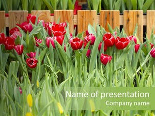 Tulip Beautiful Landscape PowerPoint Template