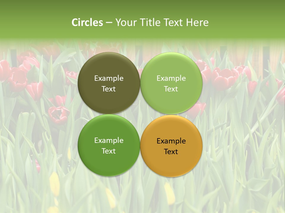 Tulip Beautiful Landscape PowerPoint Template