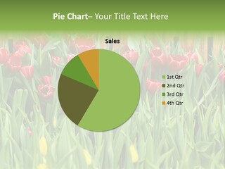 Tulip Beautiful Landscape PowerPoint Template