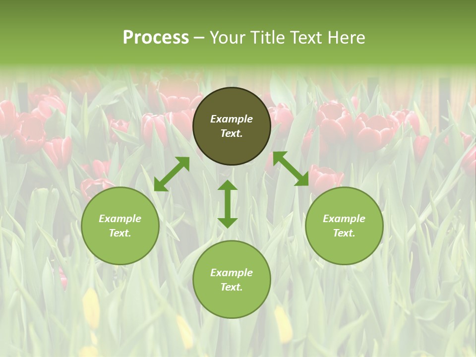 Tulip Beautiful Landscape PowerPoint Template