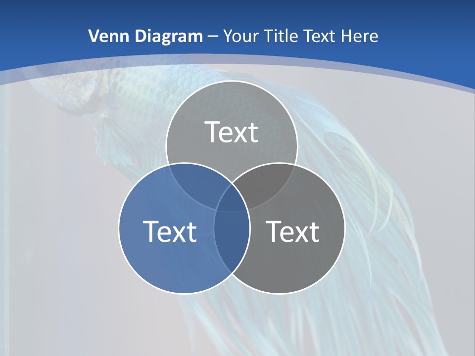 Dive Isolated Siam PowerPoint Template