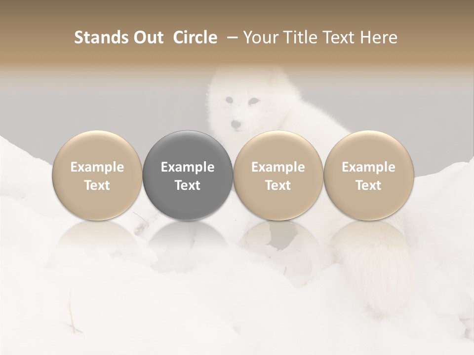 Zoology Beast Animal PowerPoint Template