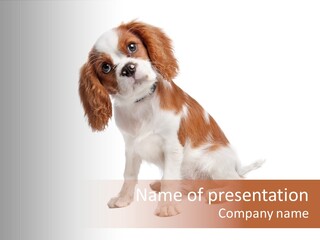 White Cavalier Dog PowerPoint Template