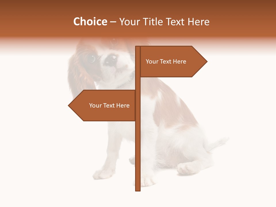 White Cavalier Dog PowerPoint Template