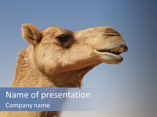 East Dry Dhabi PowerPoint Template
