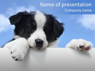 White Nobody Little PowerPoint Template