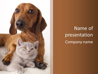 Black Kitty Life PowerPoint Template