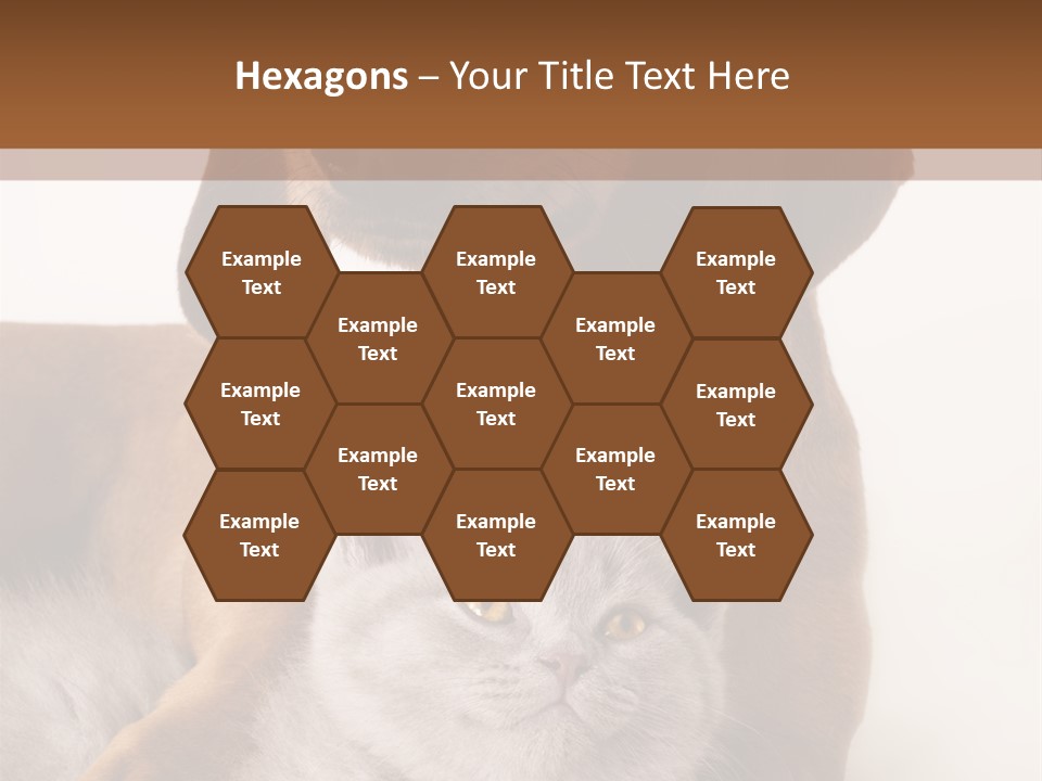 Black Kitty Life PowerPoint Template