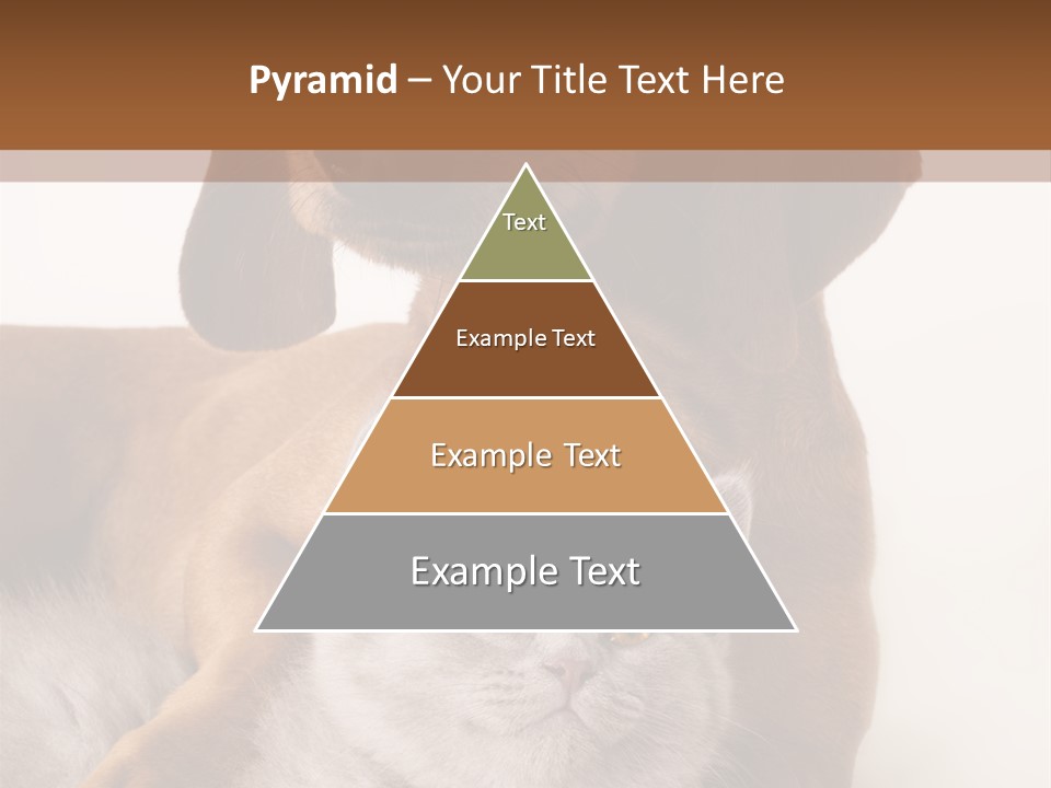 Black Kitty Life PowerPoint Template