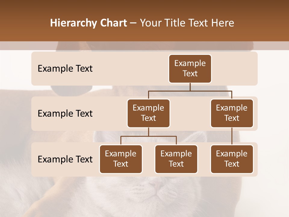 Black Kitty Life PowerPoint Template