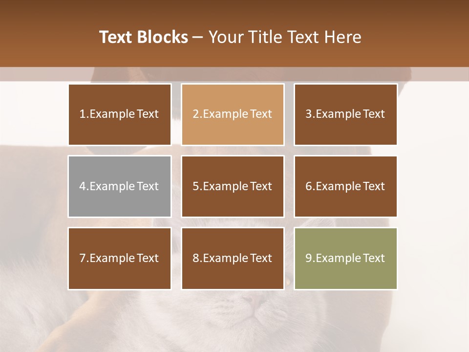 Black Kitty Life PowerPoint Template