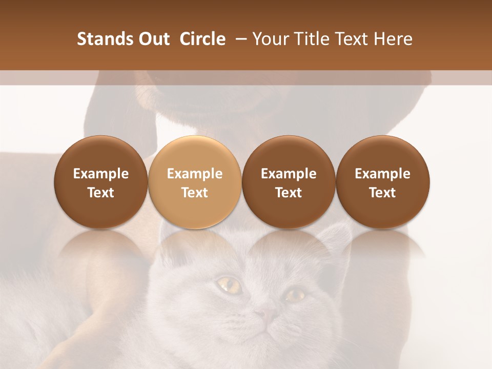 Black Kitty Life PowerPoint Template
