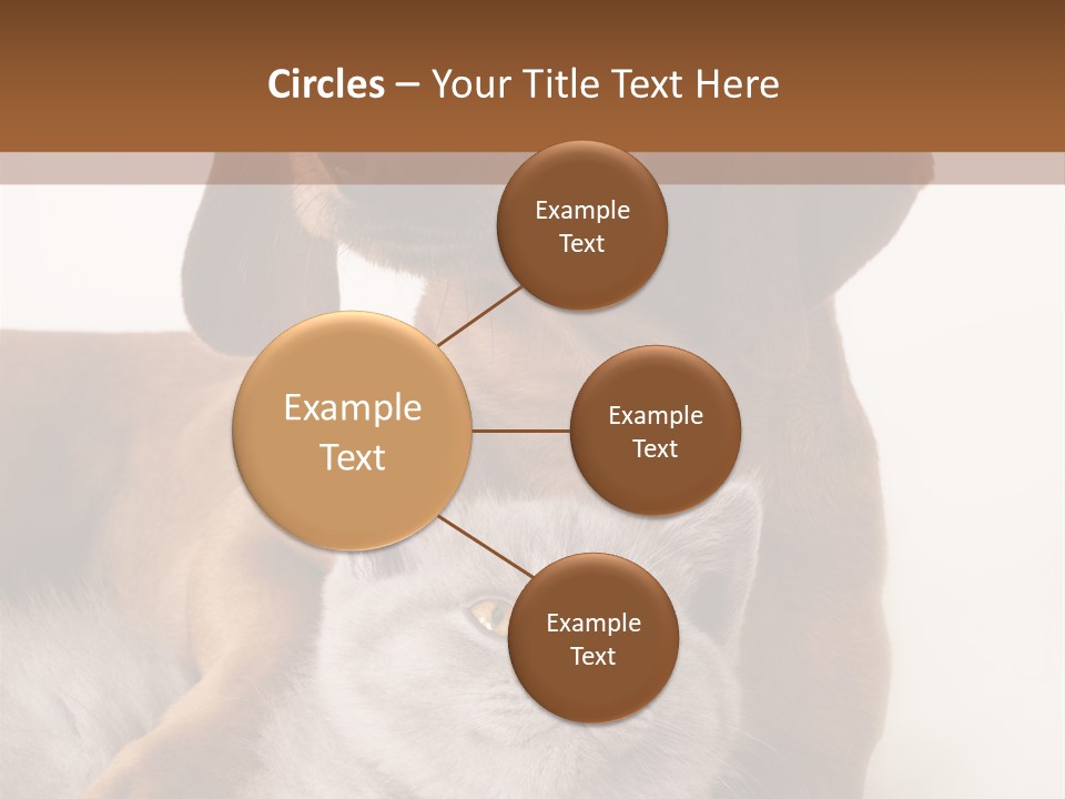 Black Kitty Life PowerPoint Template