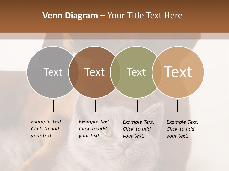 Black Kitty Life PowerPoint Template