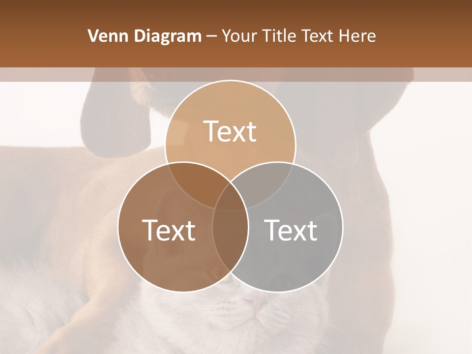 Black Kitty Life PowerPoint Template