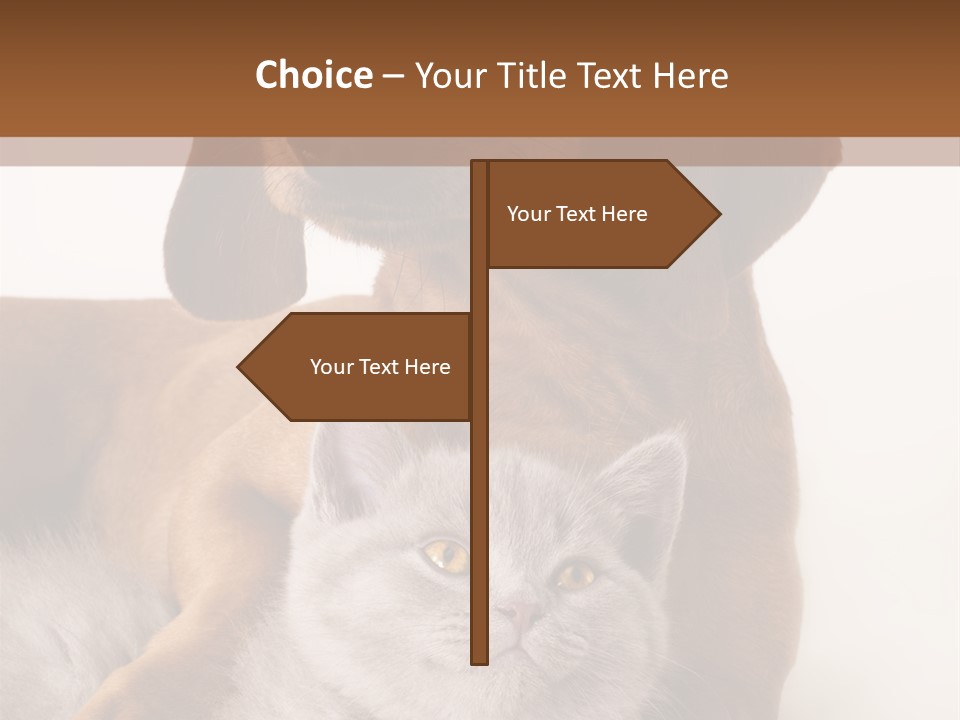 Black Kitty Life PowerPoint Template