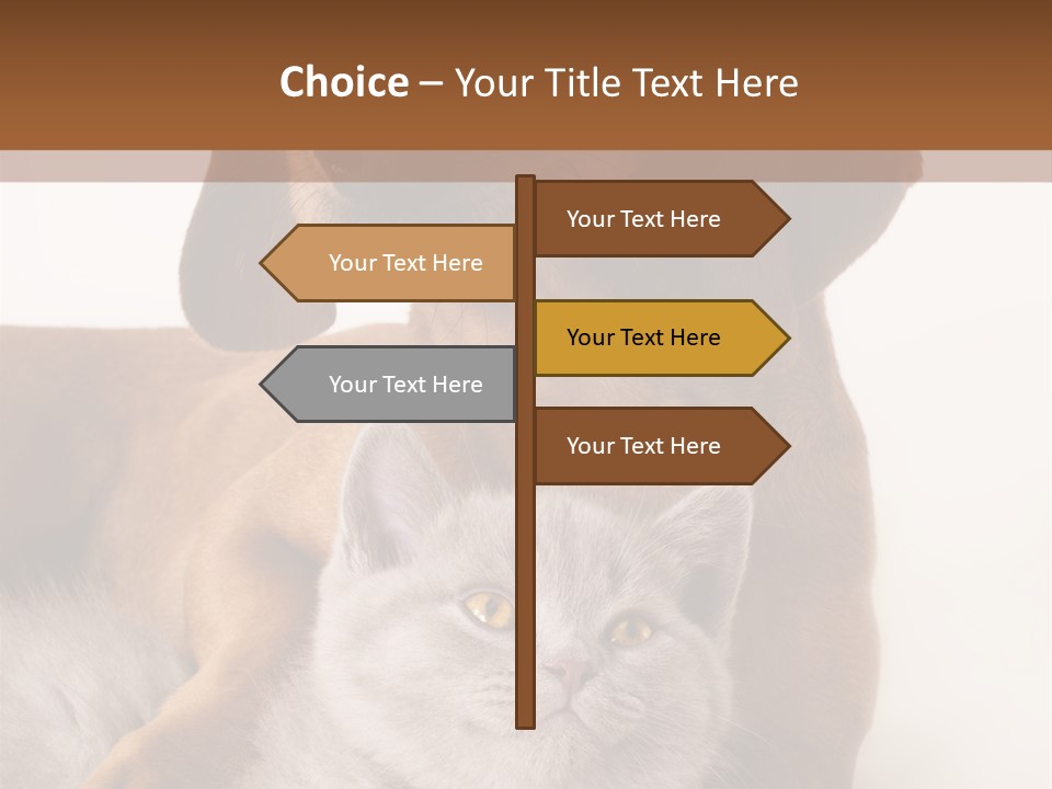 Black Kitty Life PowerPoint Template