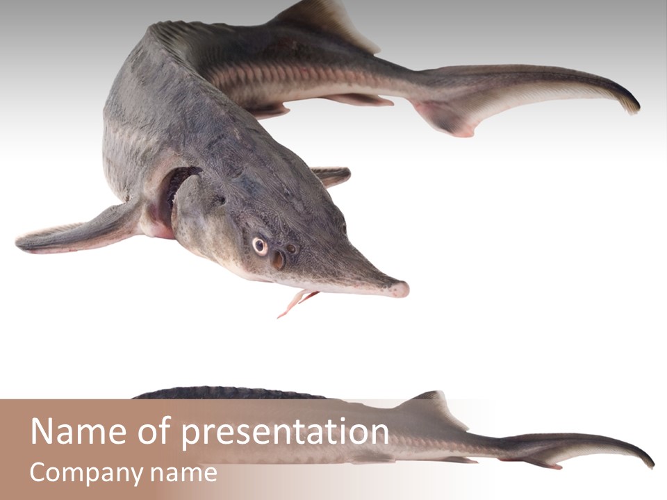 Seafood Closeup Sturgeon PowerPoint Template