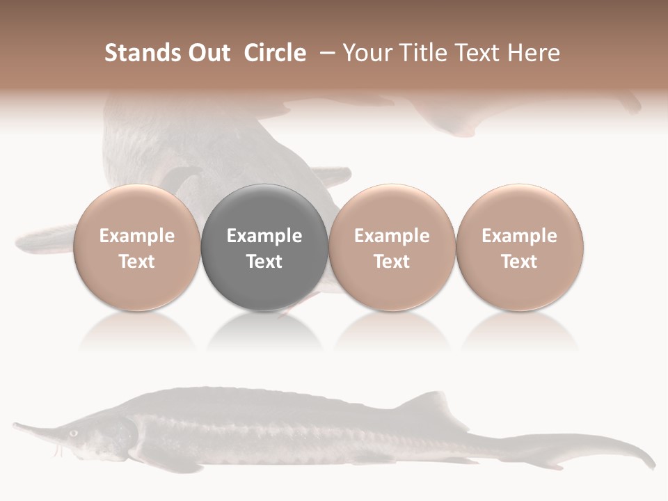 Seafood Closeup Sturgeon PowerPoint Template