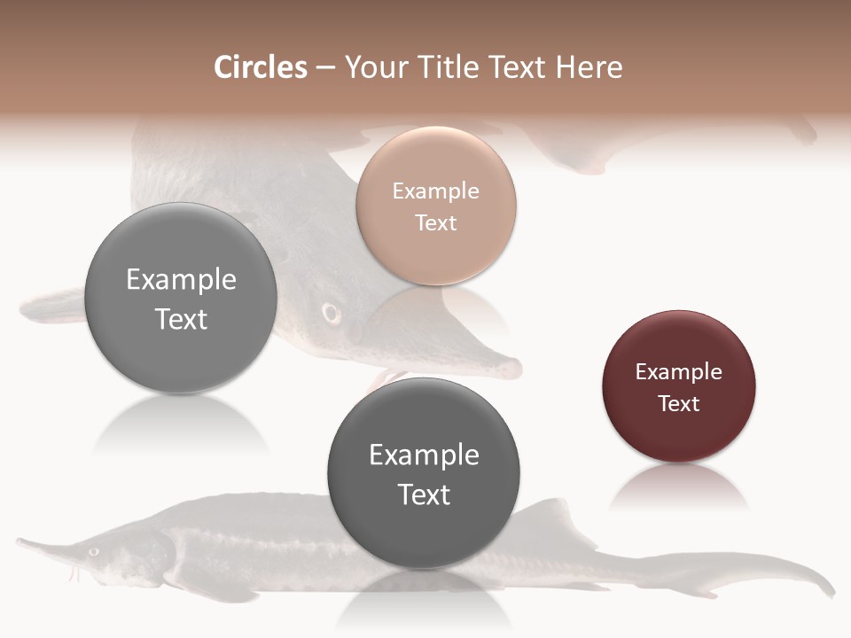 Seafood Closeup Sturgeon PowerPoint Template