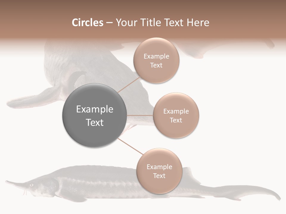 Seafood Closeup Sturgeon PowerPoint Template