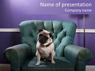 Dog Pug Pet PowerPoint Template
