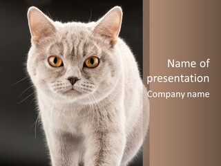 Humor Nobody Young PowerPoint Template