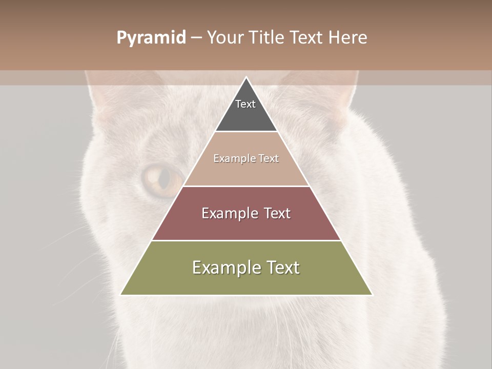 Humor Nobody Young PowerPoint Template